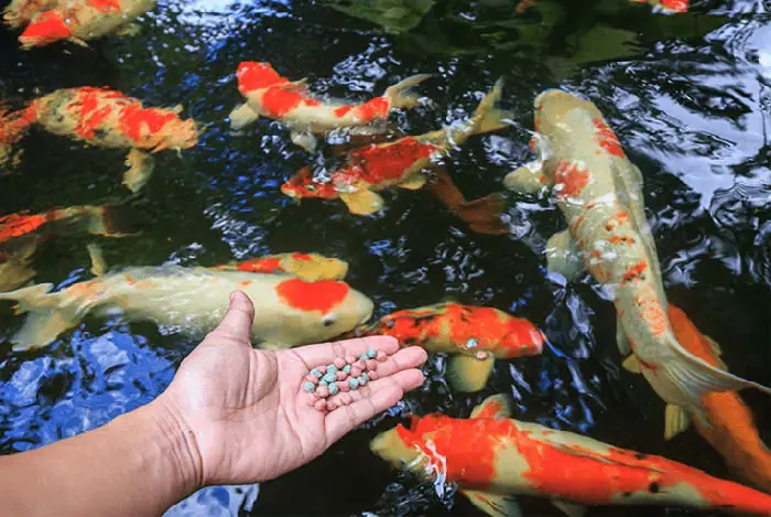 Điều Chỉnh Lượng Thức Ăn, Cho Cá Ăn Lượng Vừa Đủ