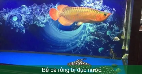 Bể Cá Rồng Bị Đục Nước - Cách Xử Lý Triệt Để