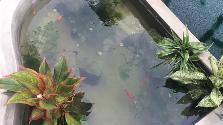 Cho Quá Nhiều Thức Ăn