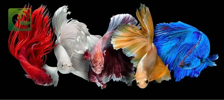 Cách Nuôi Cá Betta Lên Màu Đẹp Và Khỏe Mạnh | Bể Cá Thủy Sinh ...