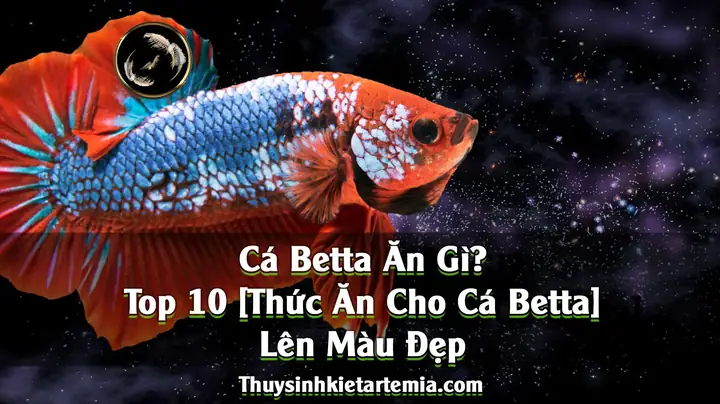 Cá Betta Ăn Gì? Top 10 Thức Ăn Cho Cá Betta Lên Màu Đẹp