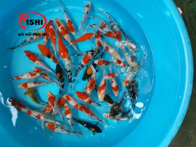Ví Dụ Về Các Giống Cá Koi Mini Phổ Biến