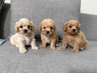 Chó Poodle F Nhà Nuôi