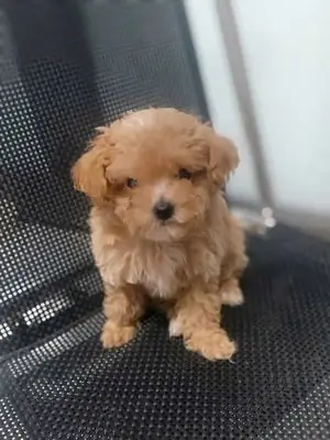 Poodle Thuần Chủng, Size Tiny