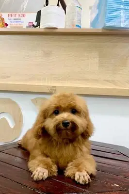 Bé Gái Nâu Mặt Xinh Ạ