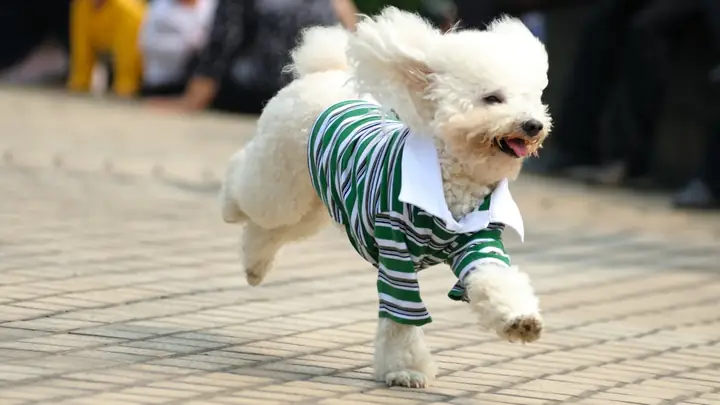 Bước 1: Đo Kích Thước Cơ Thể Cún