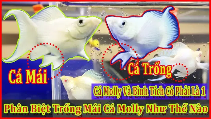 Cách Nhận Biết Cá Bình Tích Đực Và Cái