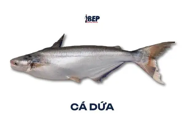 Cá Dứa