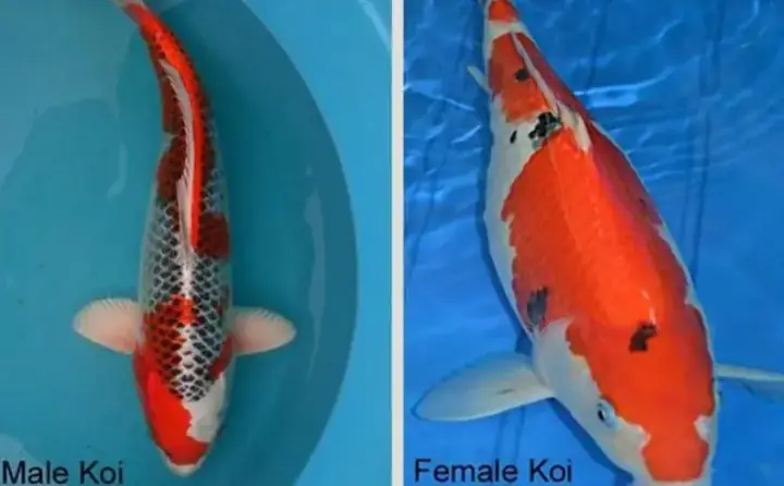 Cách Phân Biệt Cá Koi Đực, Cá Koi Cái Thông Qua Tập Tính Của Cá Koi
