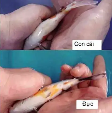 Hình Dáng Về Hậu Môn Cá Koi –cách Phân Biệt Cá Koi