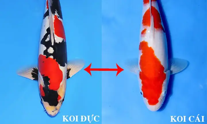 Có Cần Phải Phân Biệt Giới Tính Của Cá Koi