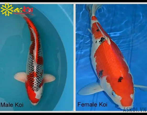 Tại Sao Cần Phân Biệt Cá Koi Đực Và Cái?