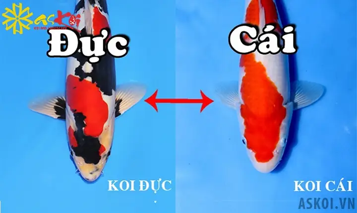 Thông Qua Hình Dáng Cá