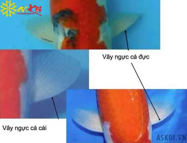 Thông Qua Các Chi Tiết Trên Cơ Thể Cá