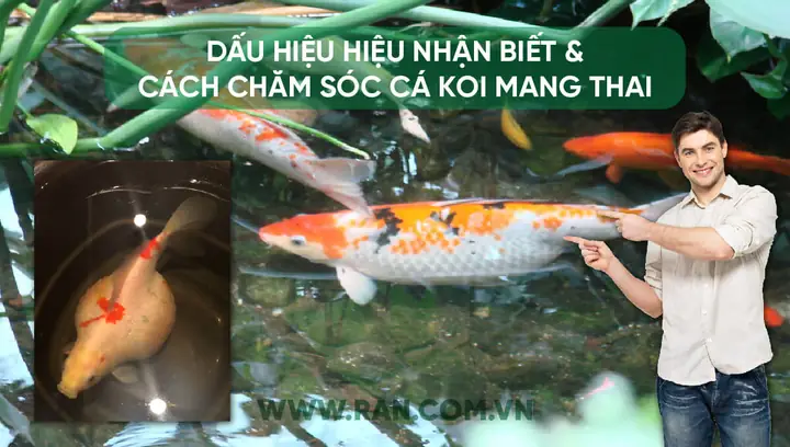Cá Koi Mang Thai? Dấu Hiệu Và Cách Chăm Sóc | Xử Lý Nước, Hóa ...