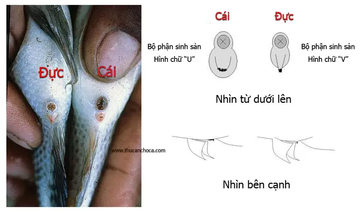 Đặc Điểm Sinh Dục Cá Trống Và Cá Mái