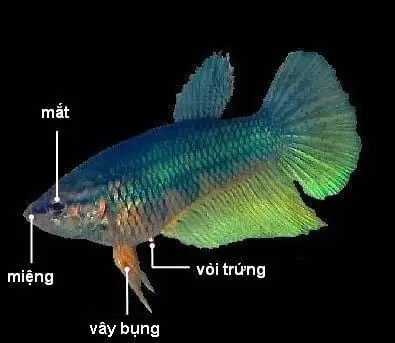 Cá Betta Mái: Cá Betta Mái: