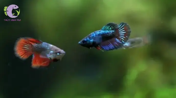 Đặc Điểm Nhận Dạng Cá Lia Thia Mái Đặc Điểm Nhận Dạng Cá Lia Thia Mái