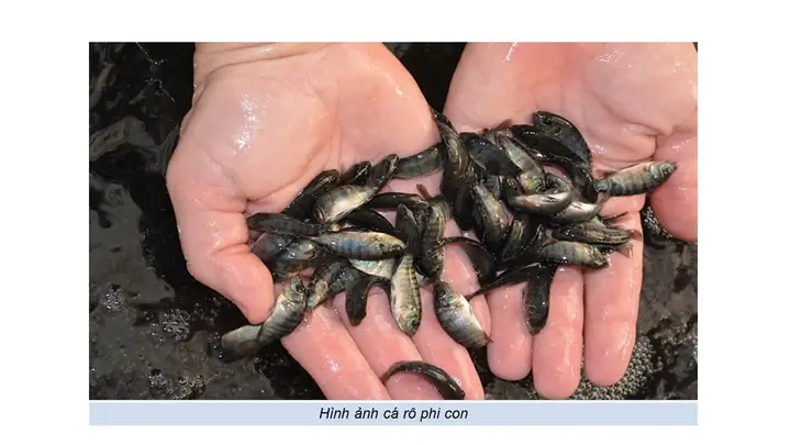 Cách Nhận Biết Cá Rô Phi Đơn Tính