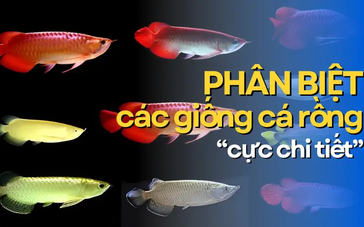 Phân Biệt Các Giống Cá Rồng "cực Chi Tiết" Cho Người Mới