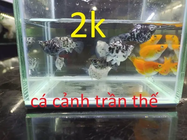 Cách Nhận Biết Cá Sọc Ngựa Sắp Đẻ: Dấu Hiệu Và Mẹo Chăm Sóc