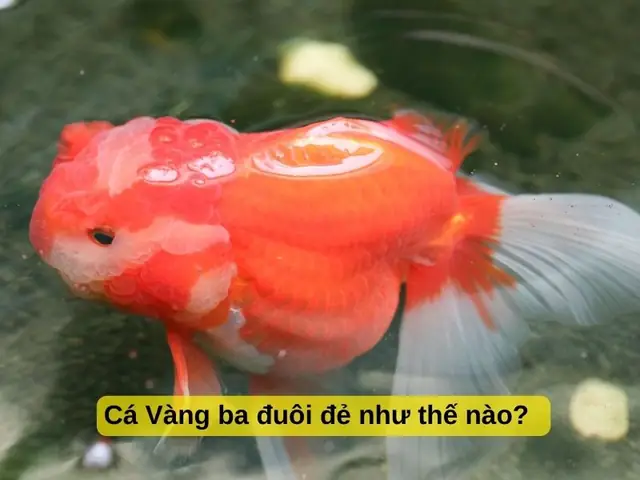 Cá Vàng Ba Đuôi Đẻ Như Thế Nào? Cá Vàng Ba Đuôi Đẻ Như Thế Nào?