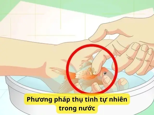 Phương Pháp Thụ Tinh Tự Nhiên Trong Nước Phương Pháp Thụ Tinh Tự Nhiên Trong Nước