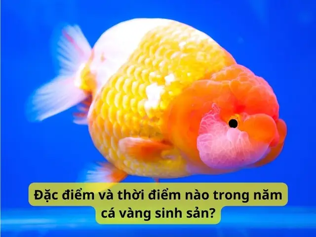 Đặc Điểm Và Thời Điểm Nào Trong Năm Cá Vàng Sinh Sản? Đặc Điểm Và Thời Điểm Nào Trong Năm Cá Vàng Sinh Sản?