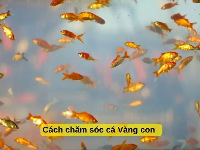 Cách Chăm Sóc Cá Vàng Con (cá Bột) Cách Chăm Sóc Cá Vàng Con (cá Bột)