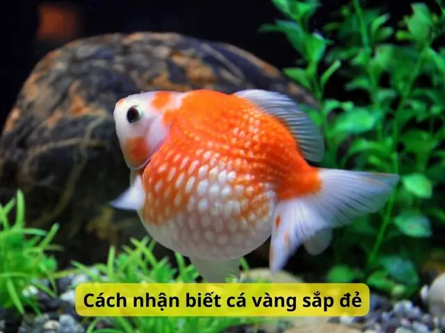 Cách Nhận Biết Cá Vàng Sắp Đẻ Cách Nhận Biết Cá Vàng Sắp Đẻ
