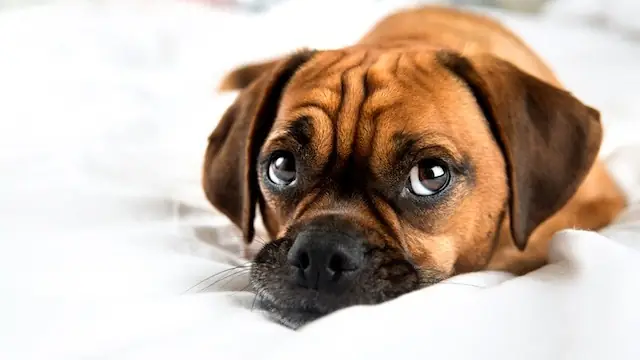 Biểu Hiện Chó Bị Bệnh Dại Thường Gặp