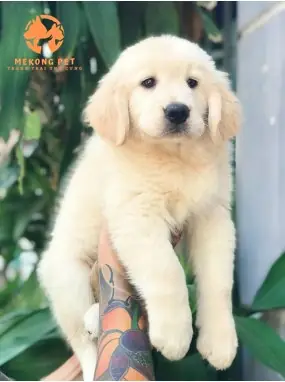 Kiểm Tra Sức Khỏe Trước Khi Mua