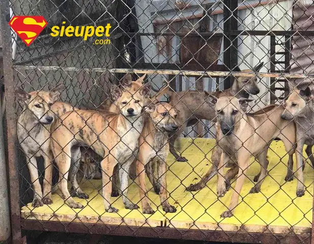 Lưu Ý "vàng" Khi Tìm Mua Chó Phú Quốc F1