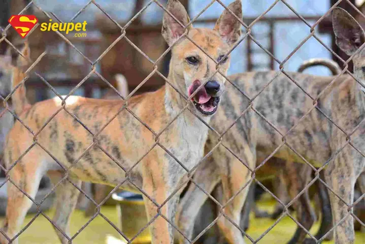 Faqs: Những Câu Hỏi Thường Gặp