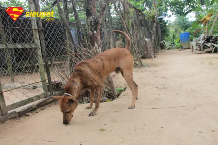 Đặc Điểm Nhận Dạng Chó Phú Quốc F1