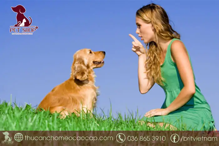 Cách Chọn Giống Chó Khôn Qua Hành Vi