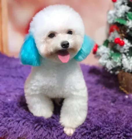 Cách Chăm Sóc Sau Khi Cạo Lông Máu Cho Chó Poodle