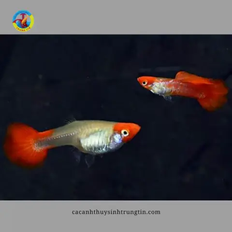 Hướng Dẫn Nuôi Cá 7 Màu Koi Lên Màu Đẹp, Khỏe Mạnh, Dễ Chăm Sóc