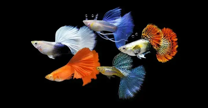 Quá Trình Thích Nghi Cho Cá Bảy Màu Mới Mua Về