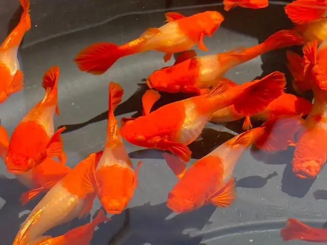 Cách Nuôi Cá Bảy Màu Koi Đỏ