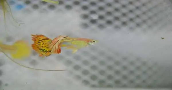 Mách Bạn Một Số Tips Giúp Cá Bảy Màu Lên Màu Cực Đẹp! Mách Bạn Một Số Tips Giúp Cá Bảy Màu Lên Màu Cực Đẹp!