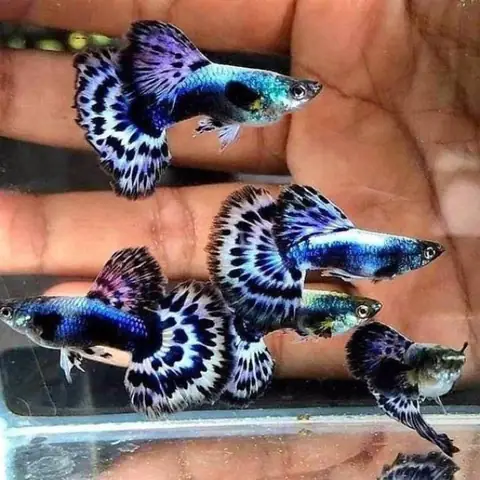 Trang Trí Không Gian Sống