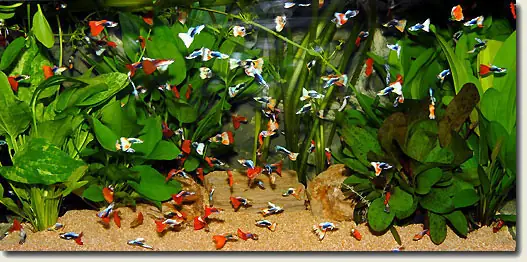 Hướng Dẫn Chi Tiết Cách Nuôi Cá Bảy Màu Trong Hồ Kính