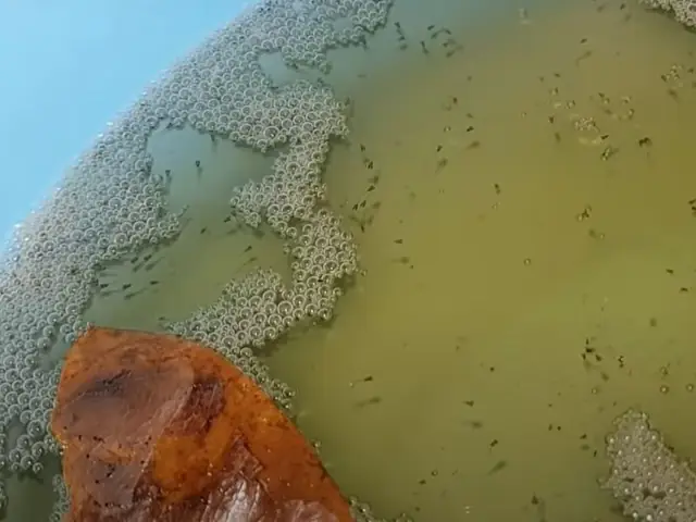 Cá Betta Bột Mới Nở