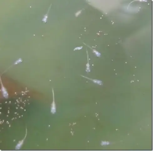 Cách Nuôi Cá Betta Con: Hướng Dẫn Chi Tiết Từ A Đến Z