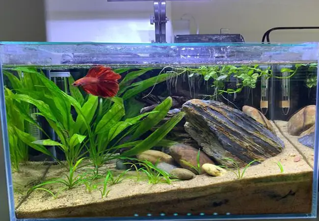 2bể Nuôi Cá Betta Galaxy