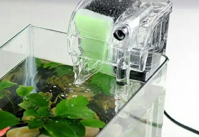 3lựa Chọn Bộ Lọc Cho Bể Cá Betta Galaxy