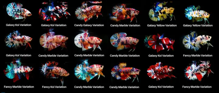 Bài Review Liên Quan: