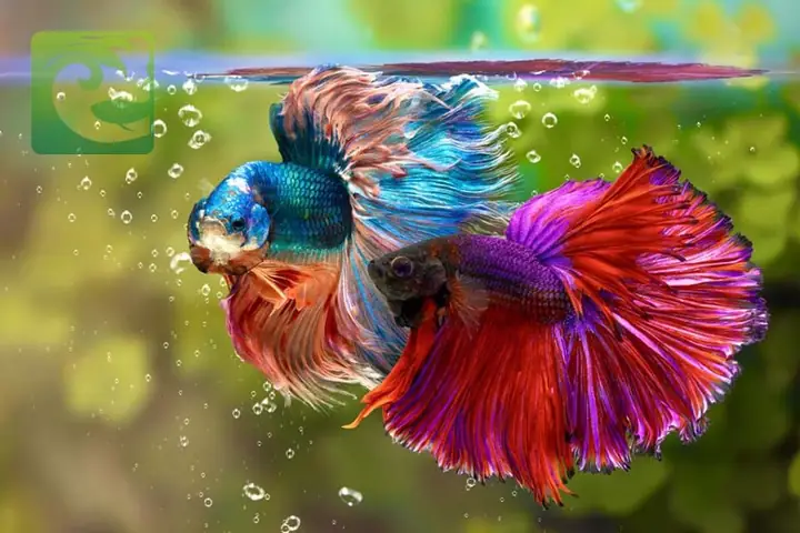 Chế Độ Ăn Uống Cân Đối