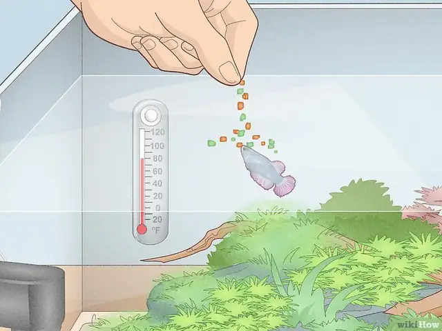 Bước 3: Cho Cá Betta Ăn Thức Ăn Viên Nổi Mỗi Ngày Một Lần Là Cách Tốt Nhất Để Nuôi Cá Khỏe Mạnh Và Đẹp.